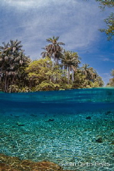 serie, 1 of 3 photgos about palm trees in deferent techni... by Juan Carlos Reyes 